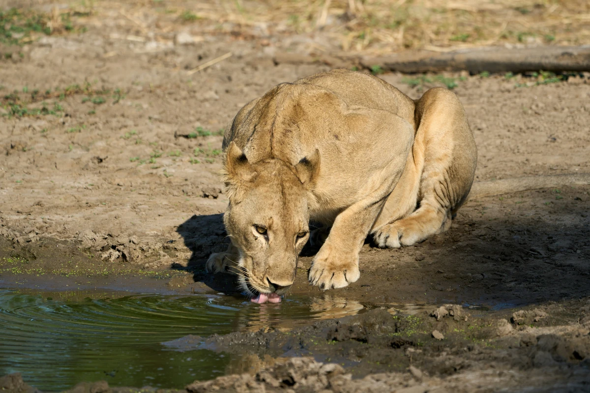 Lion sighting in the African wilderness